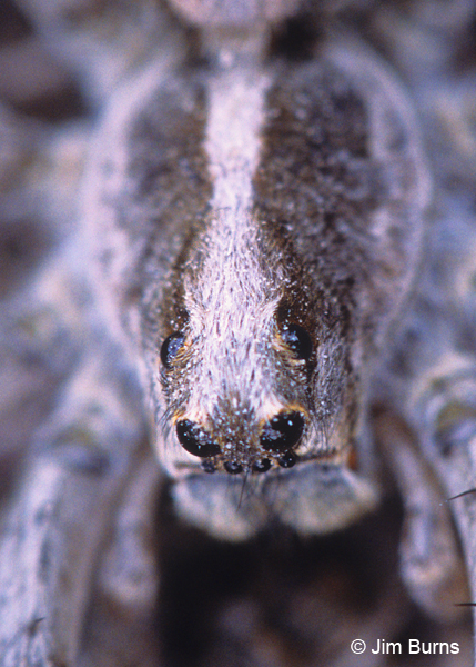 Giant Wolf Spider head close-up