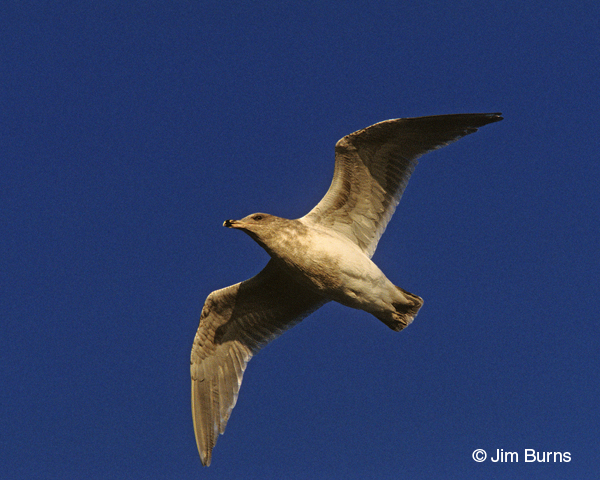 Glaucous-winged Gull 2nd winter in flight