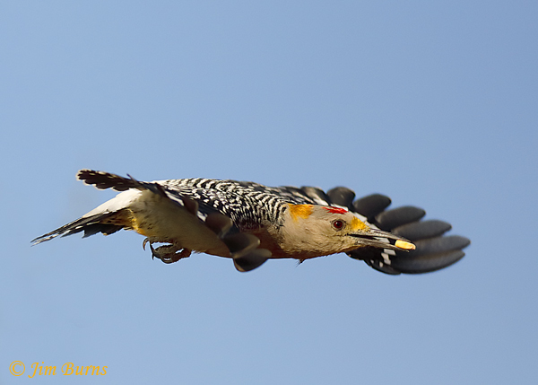 Golden-fronted Woodpecker male in flight--8657