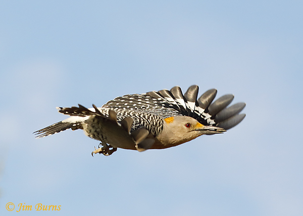 Golden-fronted Woodpecker female in flight--8674