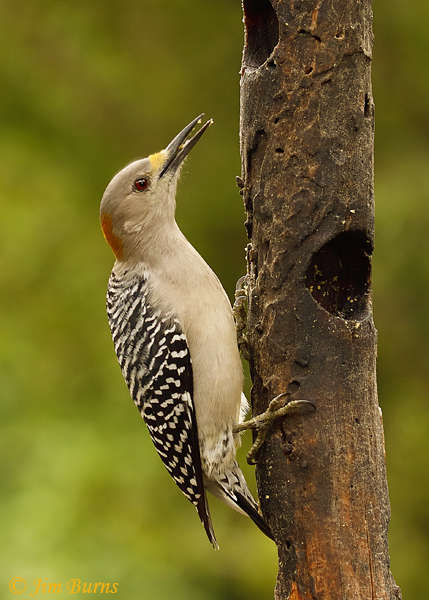 Golden-fronted Woodpecker female at suet feeder--9281