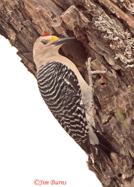 Golden-fronted Woodpecker male at nest cavity--0354