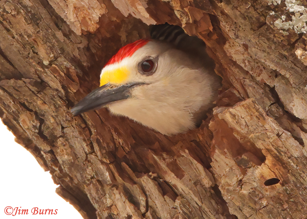 Golden-fronted Woodpecker male in nest cavity--0380