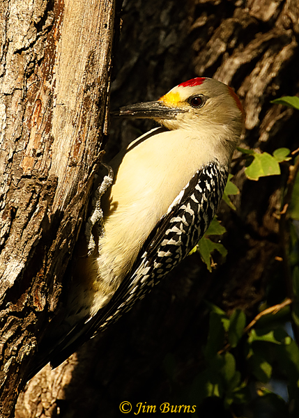 Golden-fronted Woodpecker male at work--2456