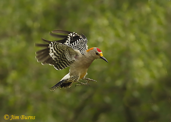 Golden-fronted Woodpecker male in flight--0258