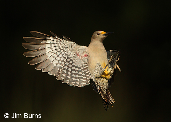Golden-fronted Woodpecker male wingspread