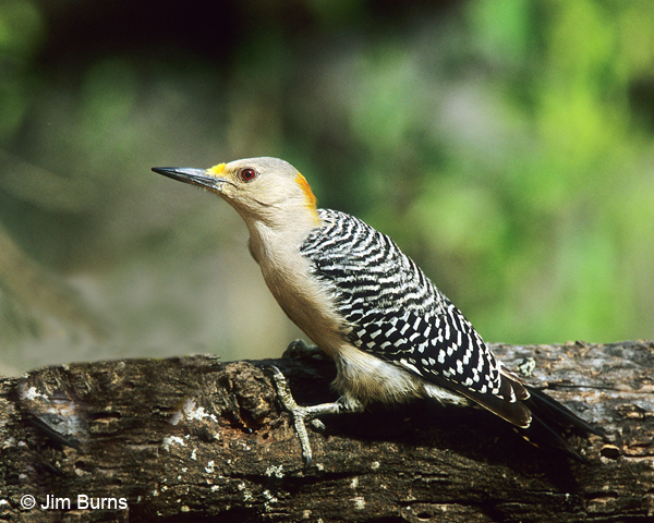 Golden-fronted Woodpecker female