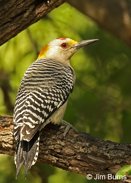 Golden-fronted Woodpecker in habitat