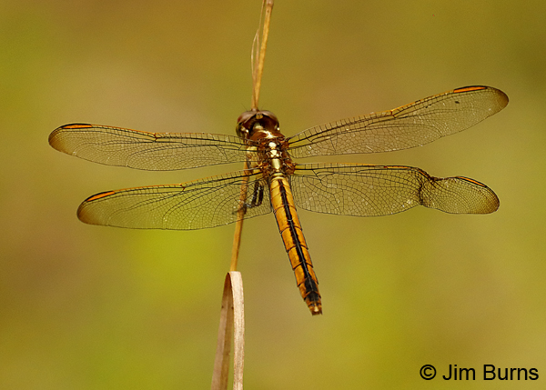 Golden-winged Skimmer female with damaged wing, Santa Rosa Co., FL, May 2018--9252