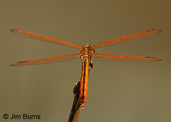 Golden-winged Skimmer male dorsal view, Chesterfield Co., SC, May 2014