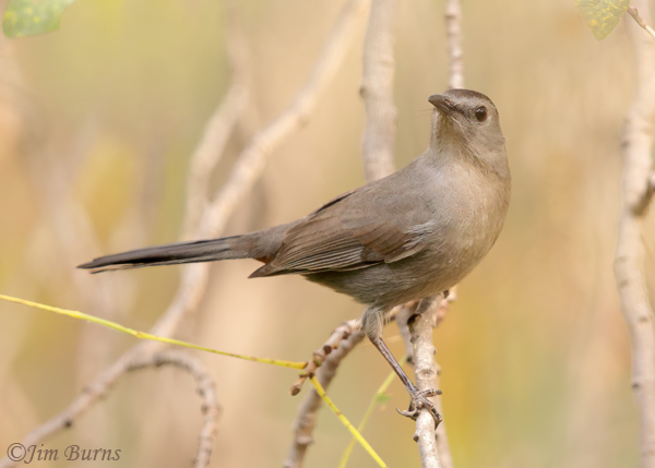 Gray Catbird, December in Arizona--3361