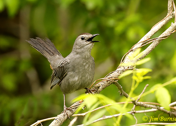 Gray Catbird singing--3745