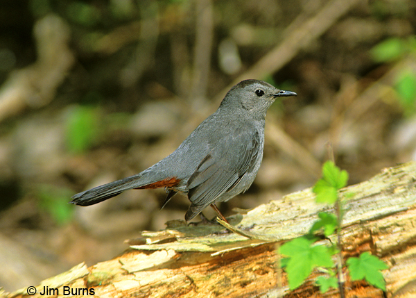 Gray Catbird in habitat