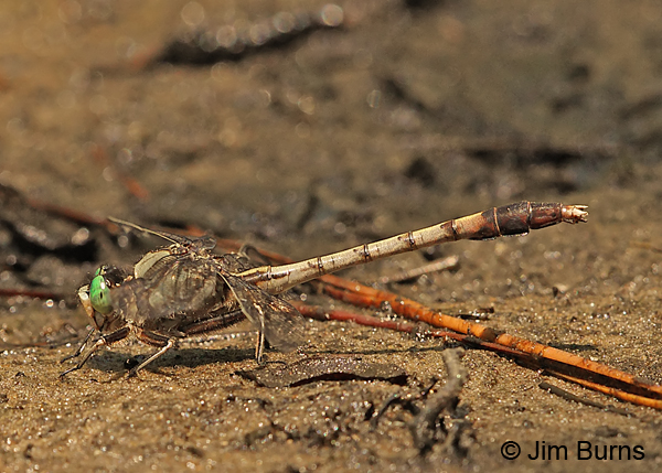 Gray-green Clubtail male, Horry Co., SC, May 2014