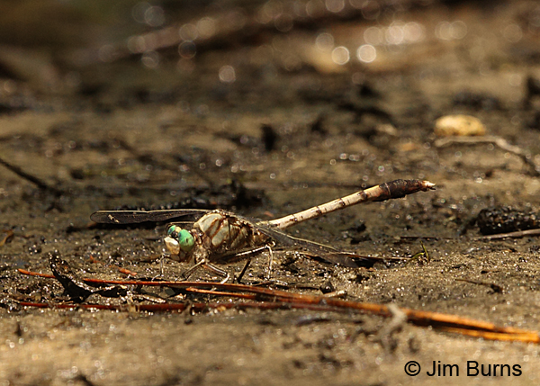 Gray-green Clubtail male on riverbank, Horry Co., SC, May 2014