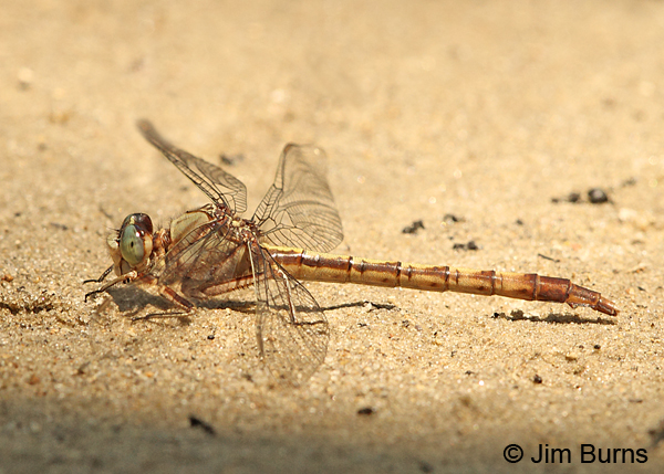 Gray-green Clubtail female, Horry Co., SC, May 2014