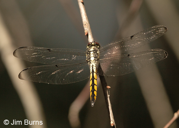 Great Blue Skimmer female dorsal view, Horry Co., SC, May 2014