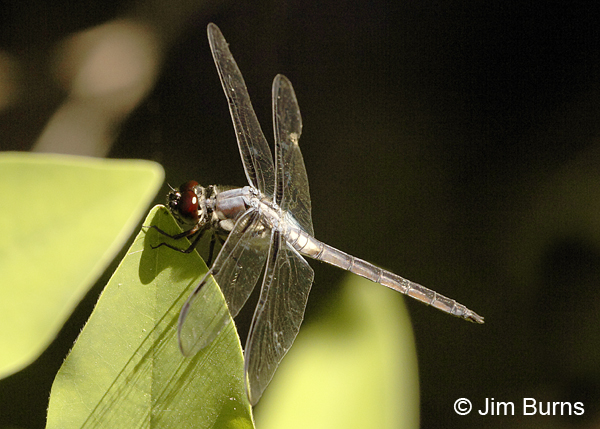Great Blue Skimmer immature male, Horry Co., SC, May 2014