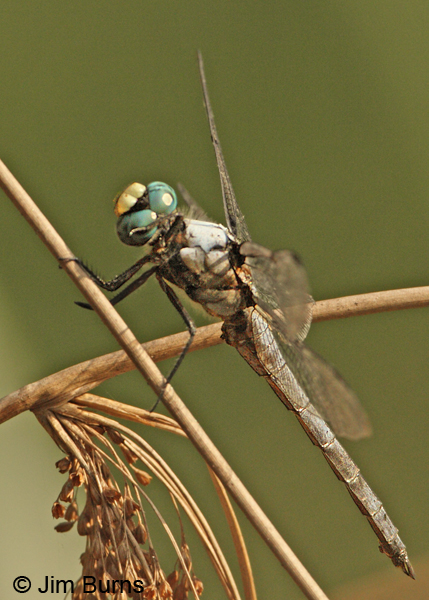 Great Blue Skimmer male, Stafford Co., VA, September 2012