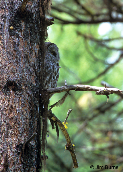 Great Gray Owl in tree bark camouflage