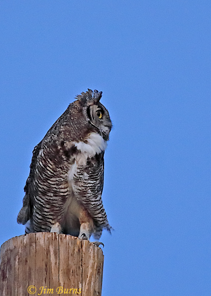 Great Horned Owl, sundown--0754