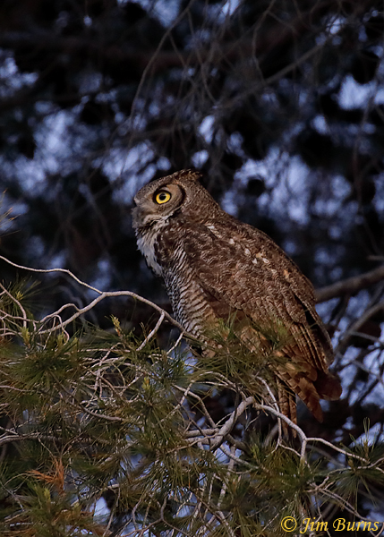 Great Horned Owl in Aleppo Pine--0788