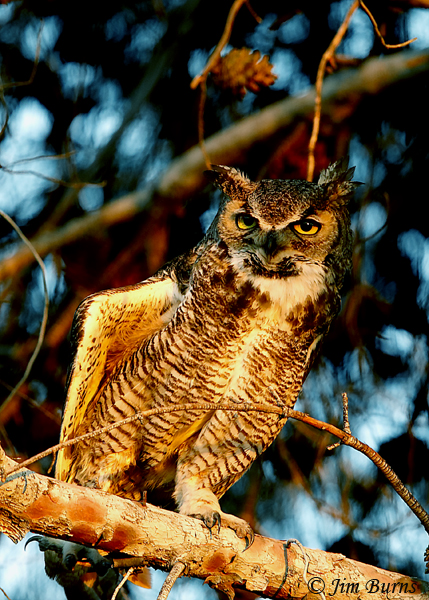 Great Horned Owl sunset wingstretch--1072