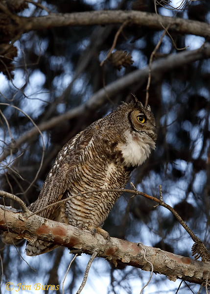 Great Horned Owl calling--1084