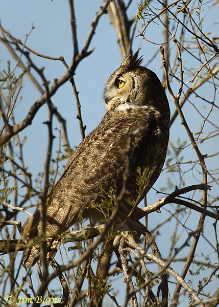Great Horned Owl in mesquite--6817