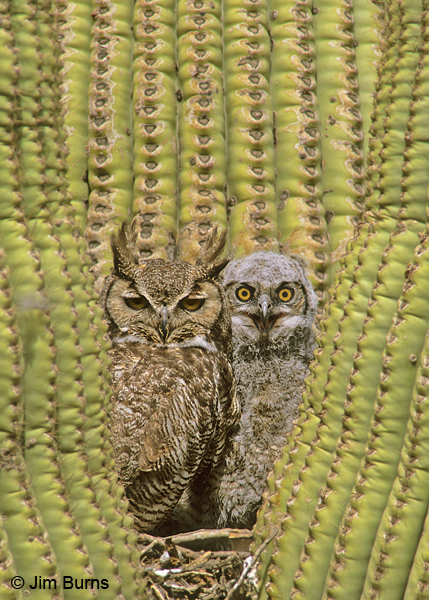 Great Horned Owl with baby