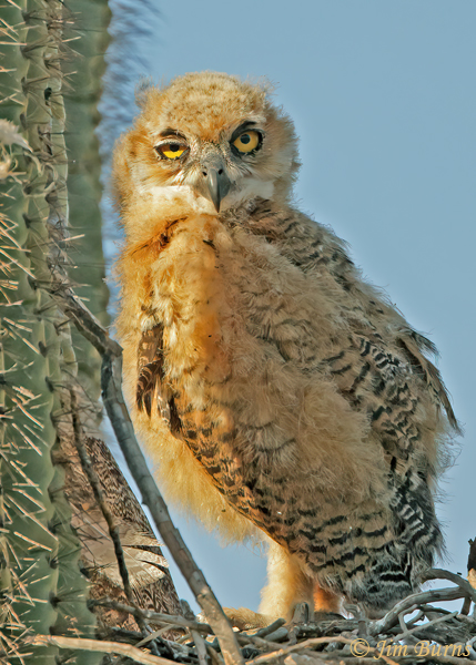 Great Horned Owlet, sunrise close-up--0258