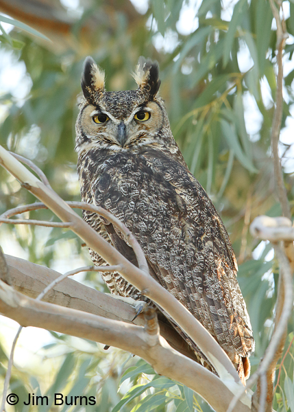 Great Horned Owl arboretum security