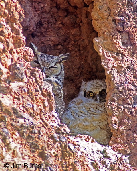 Great Horned Owl cliff family