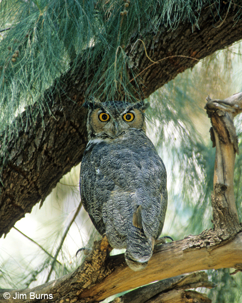 Great Horned Owl eyes wide open