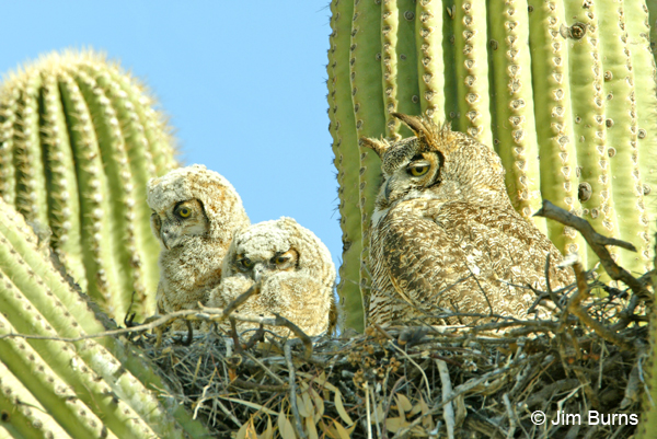 Great Horned Owl family