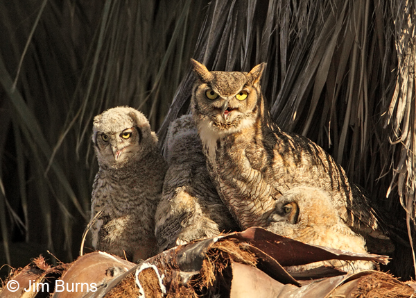 Great Horned Owl female with deformed bill