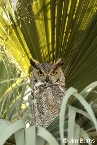 Great Horned Owl male in palm