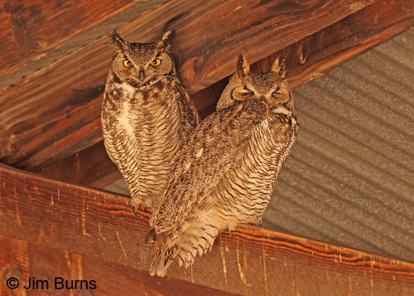 Great Horned Owl pair