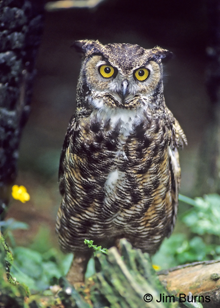Great Horned Owl saturatus