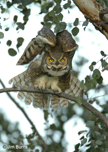 Great Horned Owl stretching