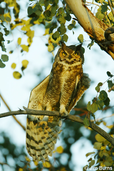 Great Horned Owl wingstretch