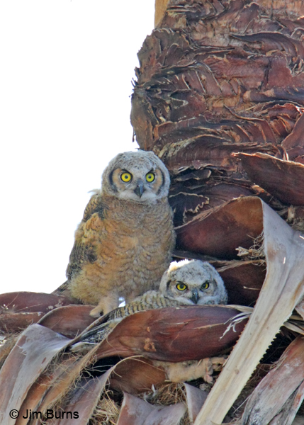 Great Horned owlets in palm skirt