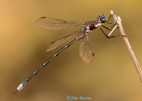 Great Spreadwing male with water mites, Maricopa Co., AZ, November 2021--1147