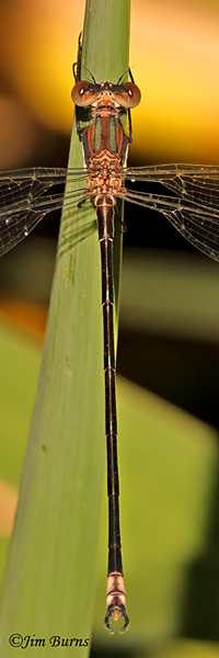 Great Spreadwing male vertical close-up, Santa Cruz Co., AZ, October 2022--6556