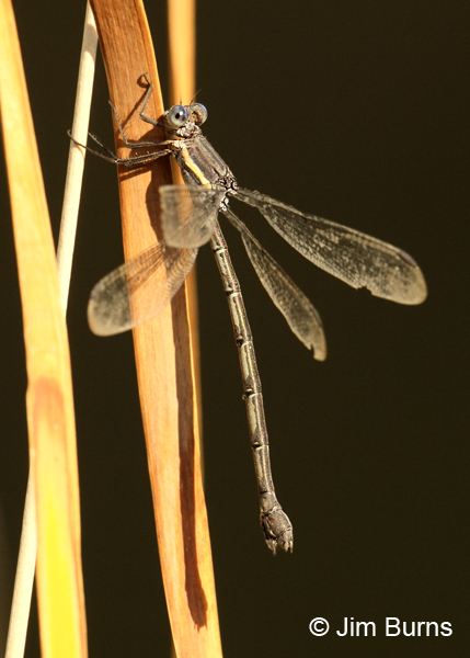 Great Spreadwing female, Maricopa Co., AZ, October 2011