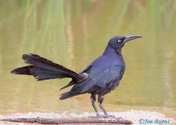Great-tailed Grackle male showing iridescence and tail molt--2952