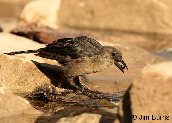 Great-tailed Grackle juvenile female softening date in canal