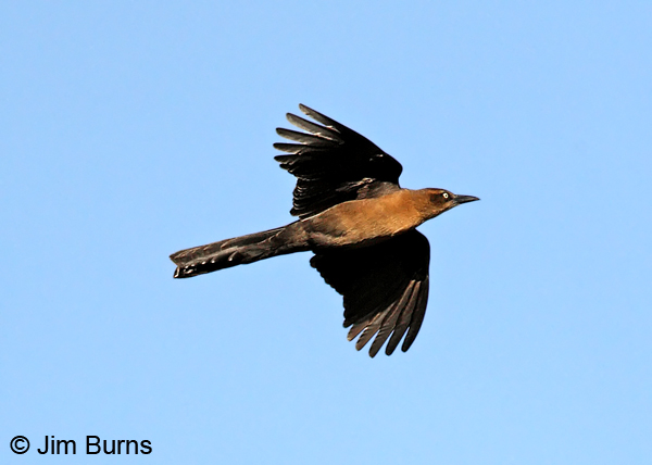 Great-tailed Grackle female in flight