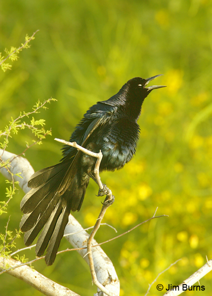 Great-tailed Grackle male displaying and calling