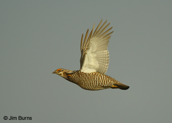 Greater Prairie-Chicken male in flight